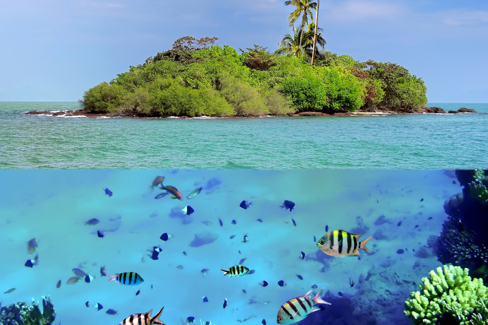 coral-island (1)