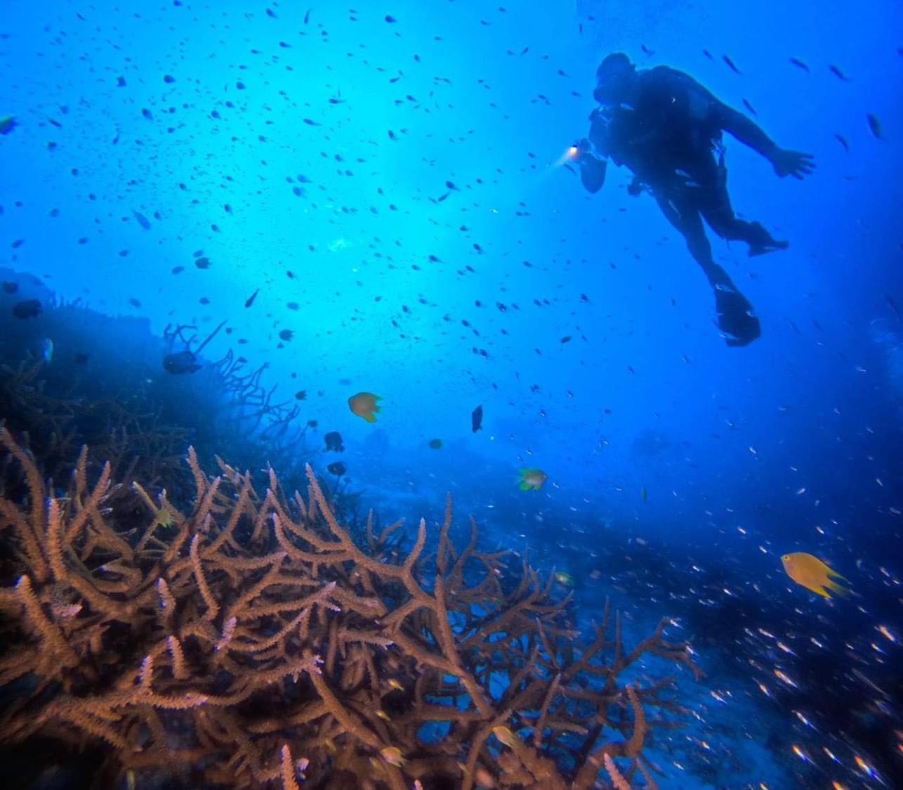 Nurkowanie na rafie Wysp Similan w sezonie 2026/27